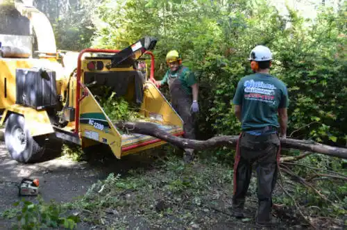 tree services Sandersville